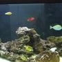 fish tank picture - first tank picture