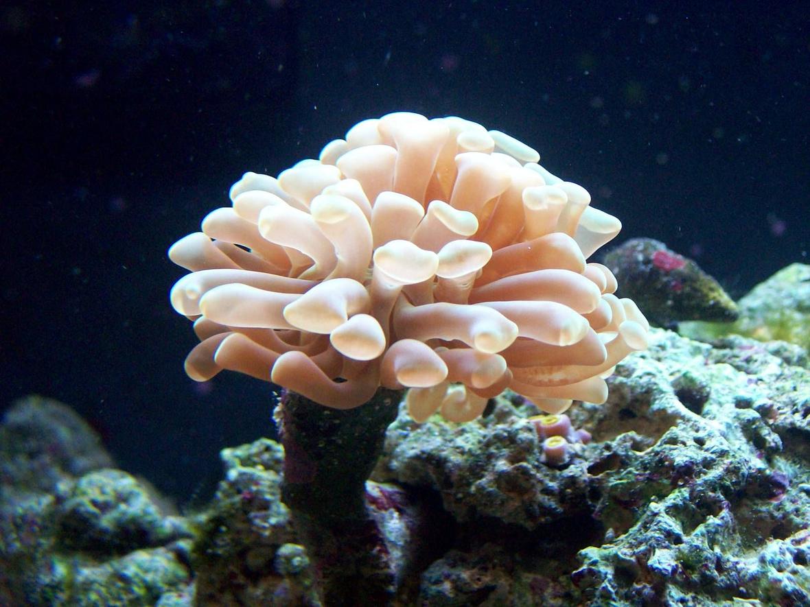 corals inverts - euphyllia paranchora - hammer / anchor coral, branching stocking in 24 gallons tank - Hammer Coral