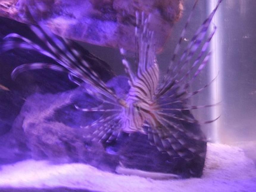 Rated #87: Saltwater Fish - Pterois Volitans - Volitan Lionfish Stocking In 90 Gallons Tank - Volitan Lionfish