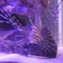 saltwater fish - pterois volitans - volitan lionfish stocking in 90 gallons tank - Volitan Lionfish
