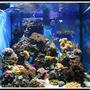 fish tank picture - Aqua Medic Chromis - 8 Months In