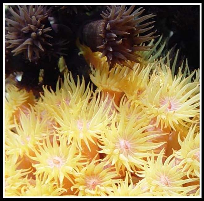 corals inverts - tubastrea faulkneri - yellow sun coral stocking in 35 gallons tank - Some of my pride and joy - Sun Corals.

Tubastraea micrantha & Tubastraea coccinea