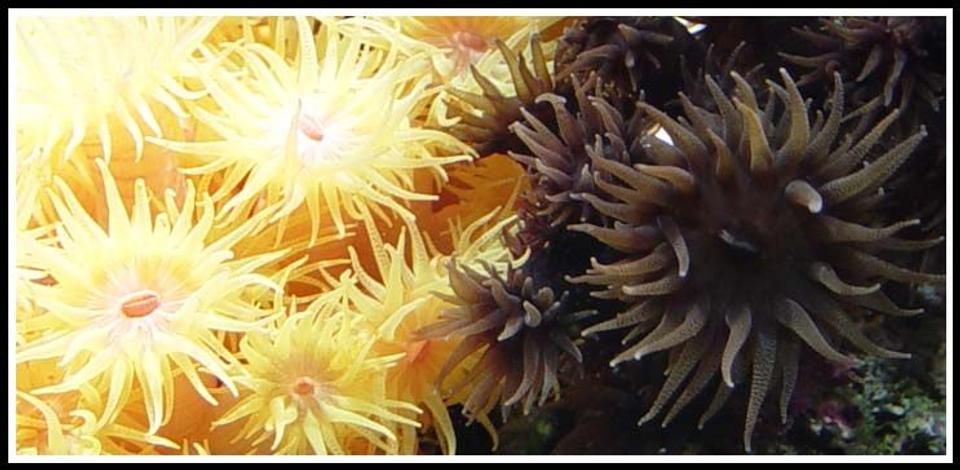 corals inverts - tubastrea micrantha - black sun coral stocking in 35 gallons tank - Some of my pride and joy - Sun Corals

Tubastraea micrantha & Tubastraea coccinea