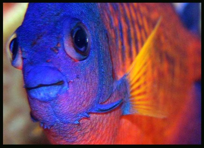saltwater fish - centropyge bispinosa - coral beauty angelfish stocking in 35 gallons tank - Coral Beauty