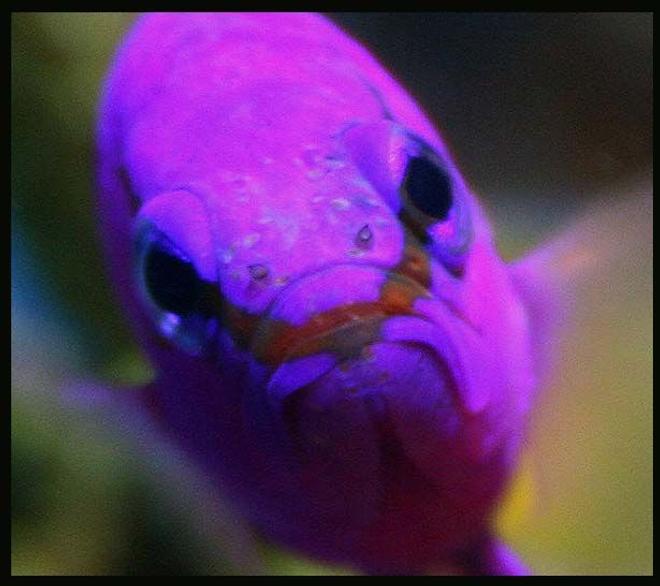 saltwater fish - gramma loreto - royal gramma basslet stocking in 35 gallons tank - Griffin the Grammer