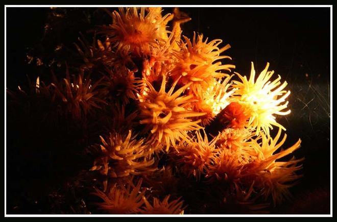 corals inverts - tubastrea faulkneri - yellow sun coral stocking in 35 gallons tank - Suns at Night

Tubastraea micrantha