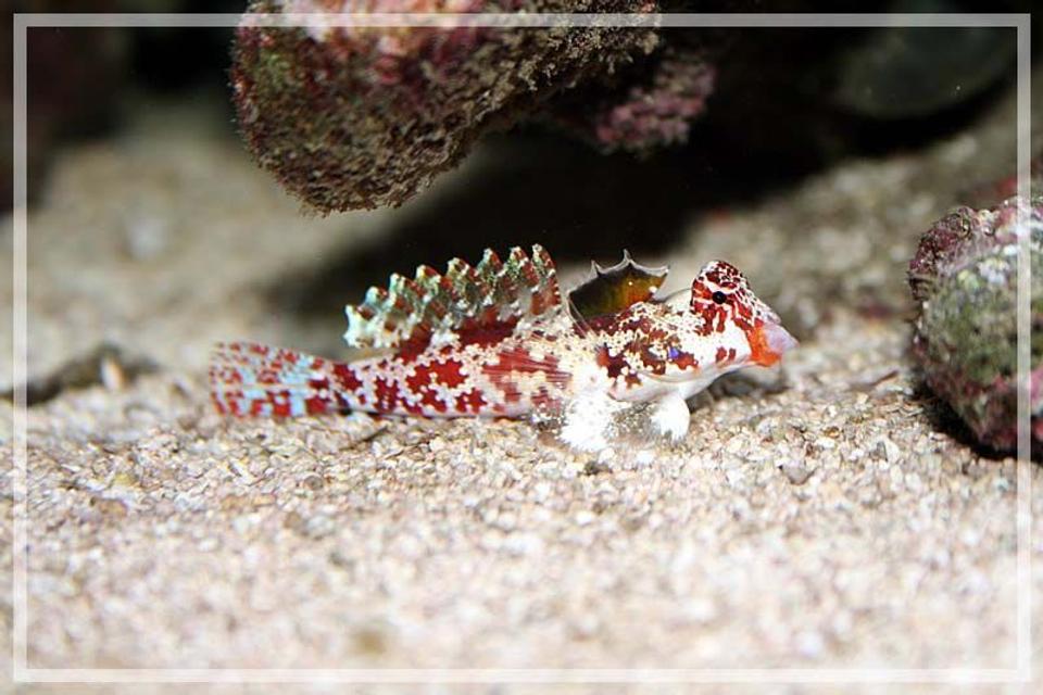 saltwater fish - synchiropus stellatus - scooter red blenny stocking in 35 gallons tank - Female Pink Scooter Blenny