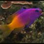 saltwater fish - gramma loreto - royal gramma basslet stocking in 35 gallons tank - Royal Grammer