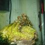 corals inverts - camposcia retusa - spider decorator crab stocking in 65 gallons tank - Decorator crab releasing larvae