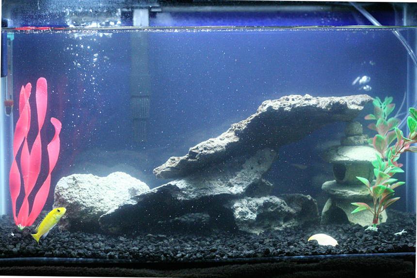 Rated #455: 10 Gallons Freshwater Fish Tank - updated my tank with cave rocks and an overhead light!