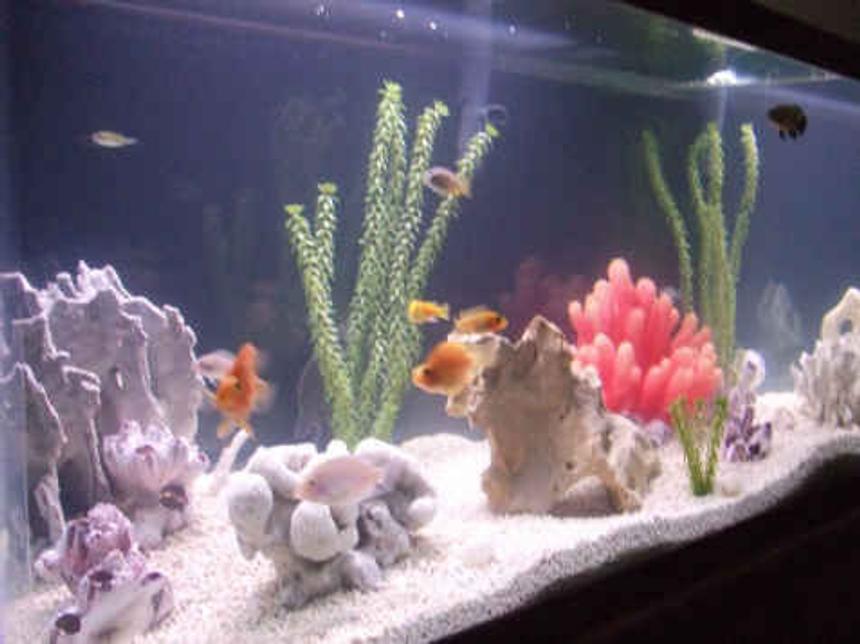 Rated #2316: Freshwater Fish - Heros Severus X Amphilophus Citrinellum - Blood Parrot Stocking In 100 Gallons Tank - our crew