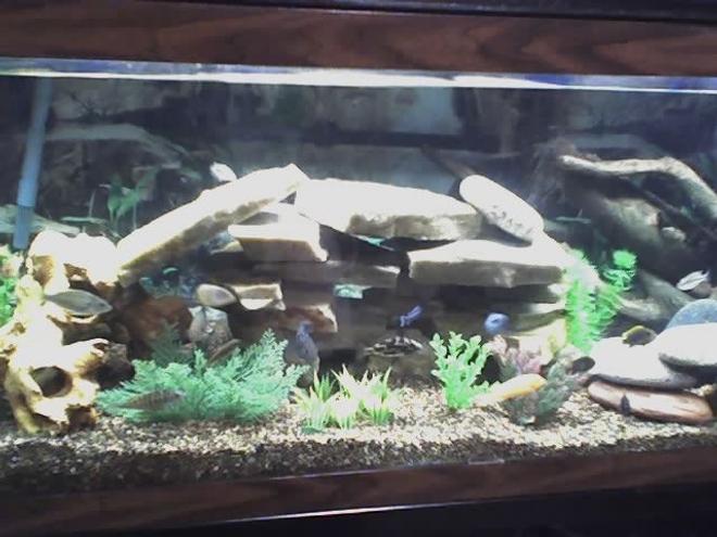 75 gallons freshwater fish tank (mostly fish and non-living decorations) - 75 Gallon with Mostly African Cichlids