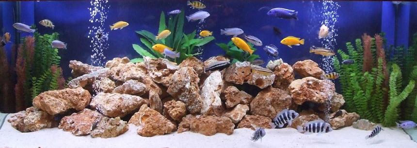 Rated #7: 280 Gallons Freshwater Fish Tank - My tank is a 1000 ltr Tanks with a 200 Ltr sump. Everything is homemade except for the pumps. This tank includes a mixture of cichlids from Lake Malawi, Lake Tanganyika and Lake Victoria.