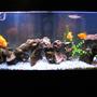 90 gallons freshwater fish tank (mostly fish and non-living decorations) - my 55 gallon