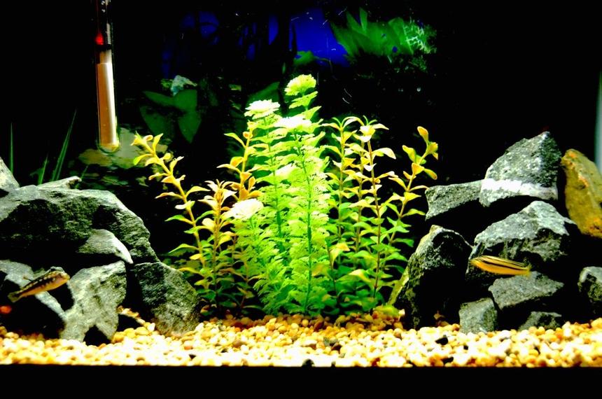 Rated #2010: 20 Gallons Freshwater Fish Tank - 20g 
Various Rocks found around town
small gravel
Aqua-tech filter
100 wat heater
