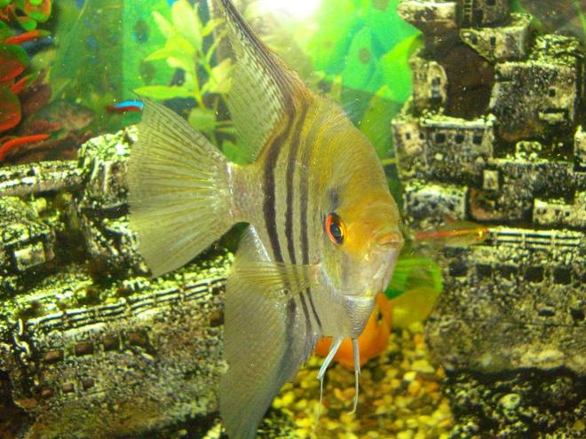 freshwater fish - pterophyllum sp. - silver zebra angel stocking in 110 gallons tank - the big angel