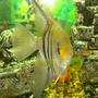 freshwater fish - pterophyllum sp. - silver zebra angel stocking in 110 gallons tank - the big angel