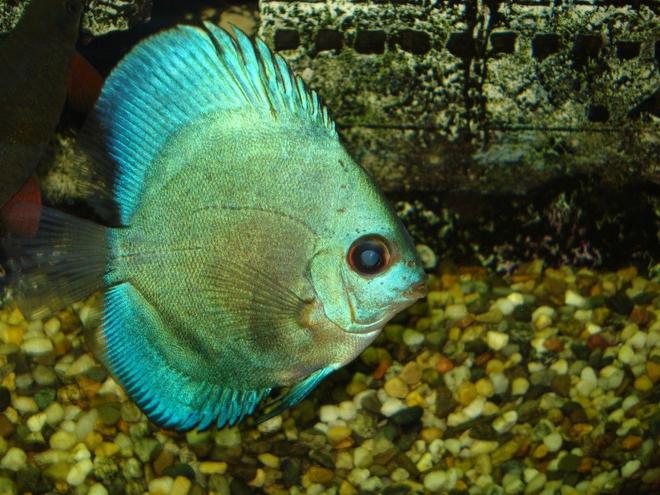 freshwater fish - symphysodon spp. - neon blue discus stocking in 110 gallons tank - nice cobalt blue discus