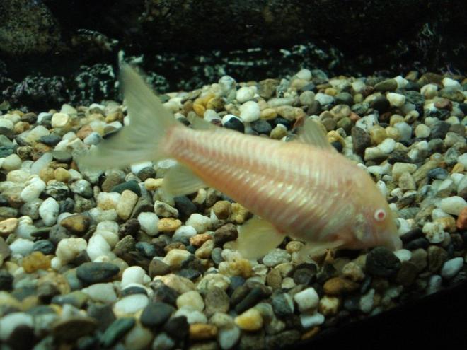 freshwater fish - corydoras aeneus - albino aeneus cory cat stocking in 110 gallons tank - the albino cat fish