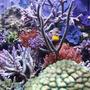 corals inverts - gorgonia sp. - rusty gorgonian stocking in 220 gallons tank - corals