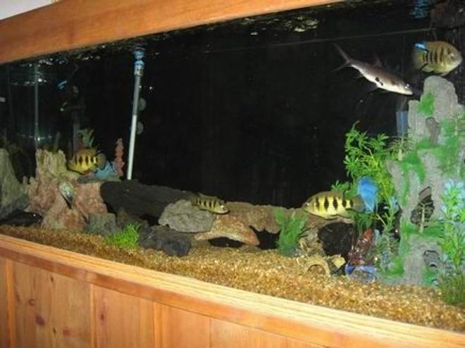 100 gallons freshwater fish tank (mostly fish and non-living decorations) - hope you like i do