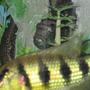 freshwater fish - nandopsis octofasciatum - jack dempsey stocking in 100 gallons tank - open mouth