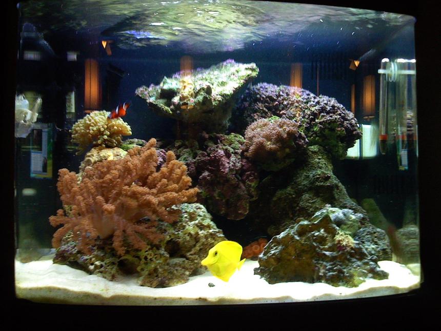 Rated #137: 29 Gallons Reef Tank - 29 Gallon, First Saltwater tank.