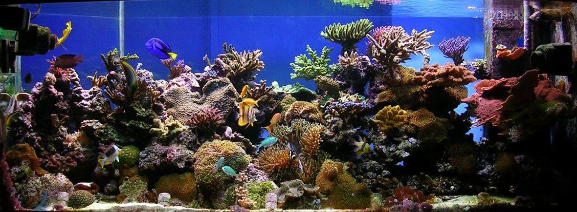 220 gallons reef tank (mostly live coral and fish) - 6ft x 2.5ft x 2ft hole in the wall reef tank. 3 x 250 watt halides, 2 x 54w actincs. Deltec AP701 skimmer, Grotech Calcium Reactor, Korallin De-Nitrator Reactor, 2 Tunze streams, 2 closed loops, auto top up, 110kg live rock, fuge, DSB and Nano tanks all connected to main system