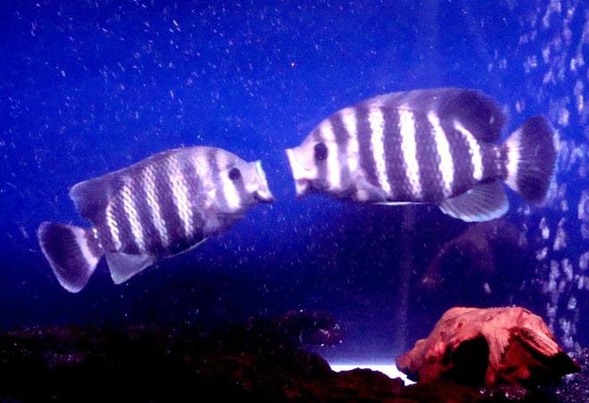 freshwater fish - tilapia buttikoferi - zebra tilapia stocking in 138 gallons tank - My tilapia has now pair..