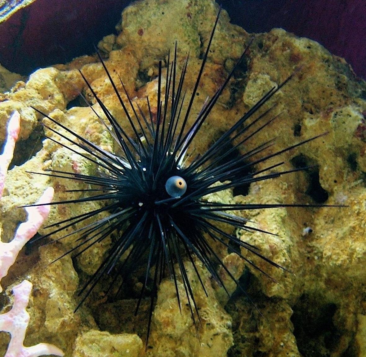 corals inverts - diadema setosum - longspine urchin, black stocking in 120 gallons tank - my long spine urchin