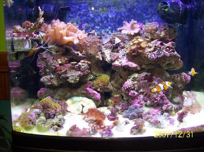 reef tank (mostly live coral and fish) - FTS.