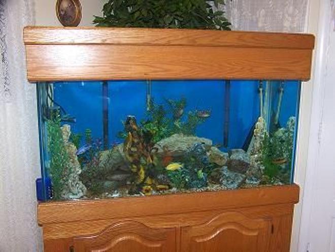 90 gallons freshwater fish tank (mostly fish and non-living decorations) - my 90 gal