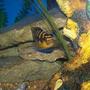 freshwater fish - pseudotropheus crabro - bumblebee cichlid stocking in 90 gallons tank - bumbble bee