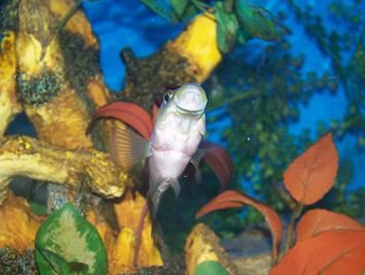 freshwater fish - nandopsis octofasciatum - jack dempsey stocking in 90 gallons tank - jack demsie yawning