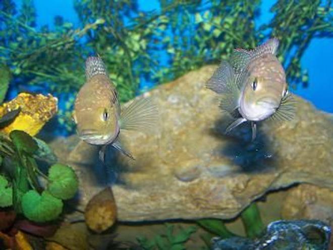 freshwater fish - nandopsis octofasciatum - jack dempsey stocking in 90 gallons tank - both of my demsies