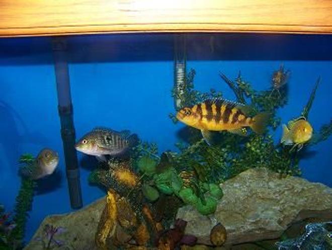 freshwater fish - pseudotropheus crabro - bumblebee cichlid stocking in 90 gallons tank - hangin out