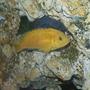 90 gallons freshwater fish tank (mostly fish and non-living decorations) - electric yellow