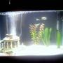 fish tank picture - More updated picture