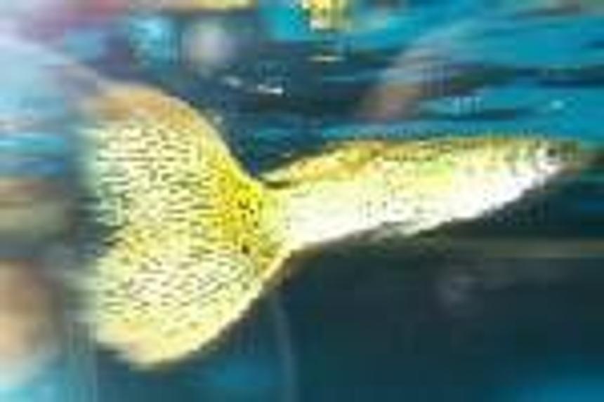 Rated #2272: Freshwater Fish - Poecilia Reticulata - Green Cobra Guppy Stocking In 55 Gallons Tank - guppy...1st time taking pics..