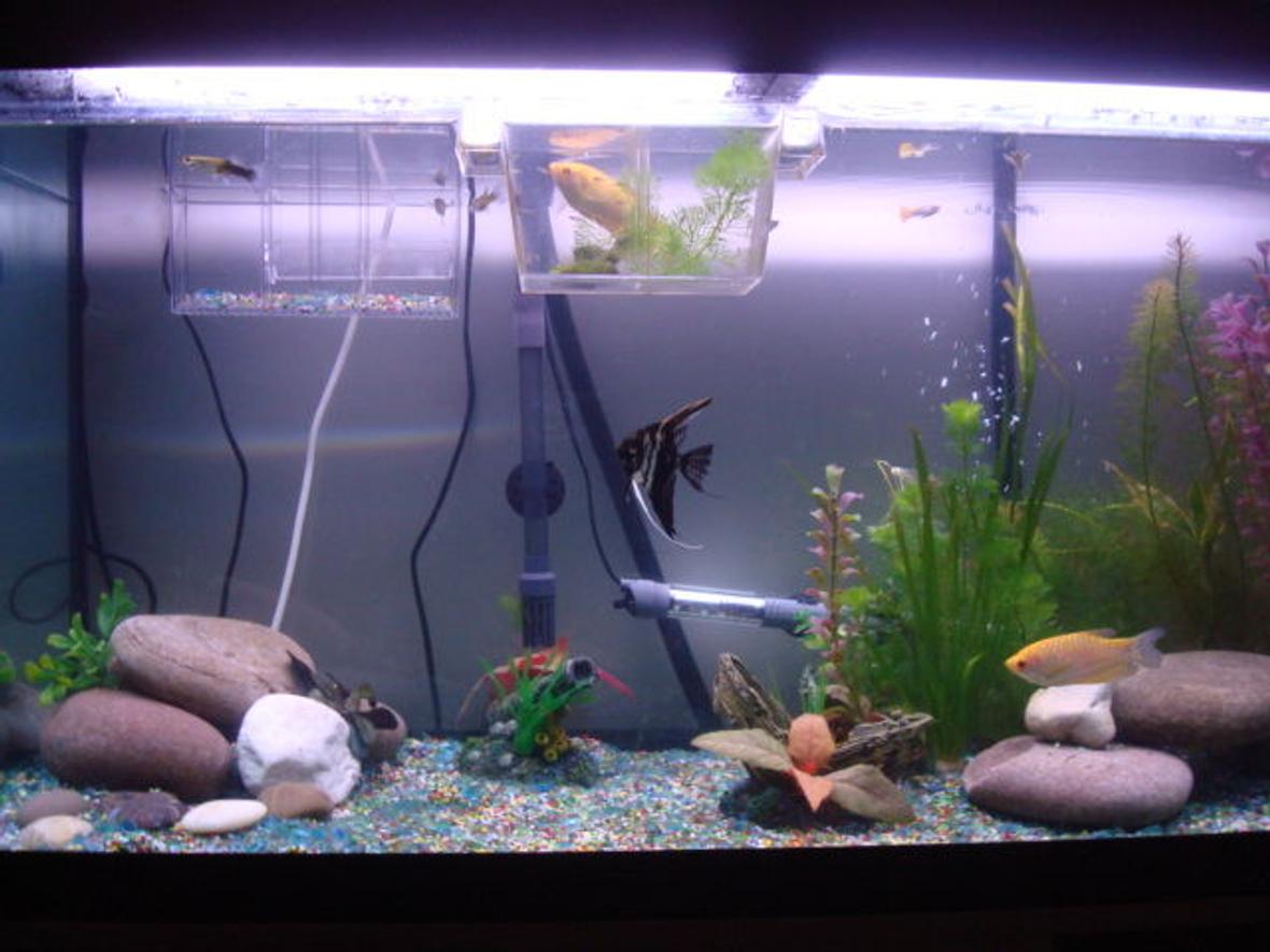 freshwater fish tank (mostly fish and non-living decorations) - 200 litre roma fish tank