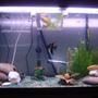 freshwater fish tank (mostly fish and non-living decorations) - 200 litre roma fish tank