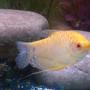 freshwater fish - colisa fasciata - giant gourami - golden gourarmi