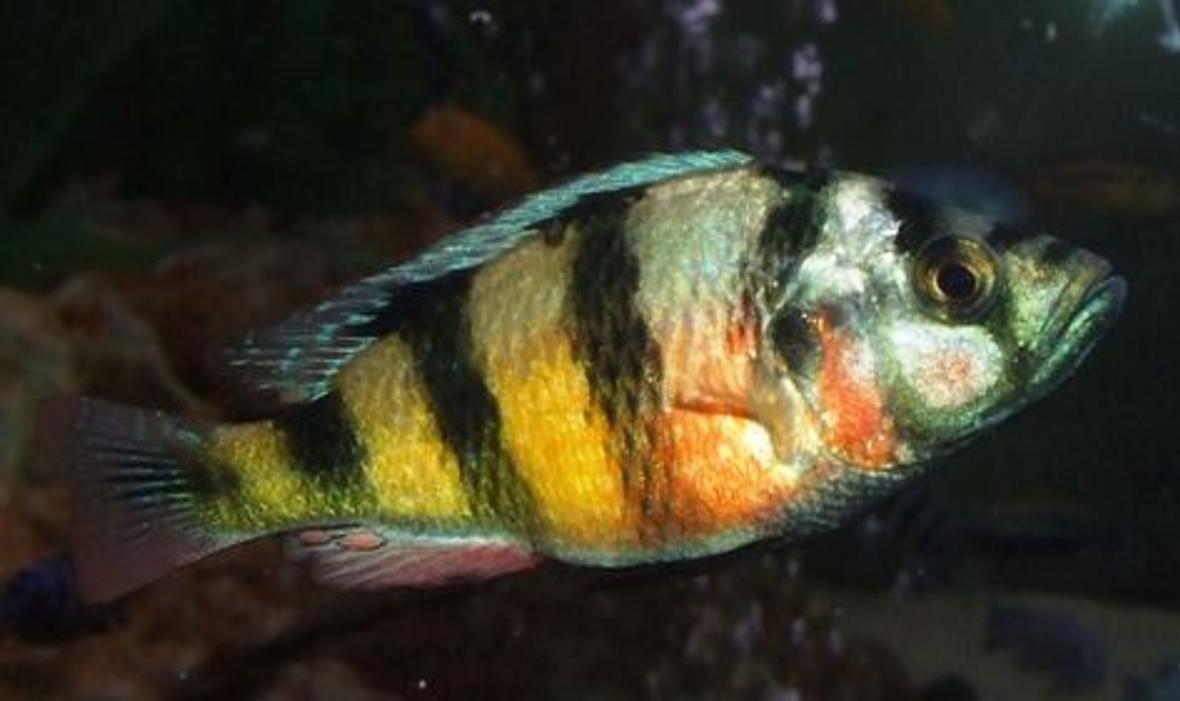 freshwater fish - haplochromis sp. 44 - red tail stocking in 280 gallons tank - My Victorian.