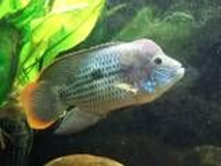 Rated #1842: Freshwater Fish - Aequidens Rivulatus - Green Terror Stocking In 150 Gallons Tank - Breedng pair Aequidens Riulatus.