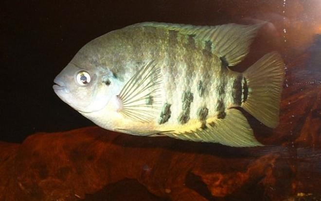 freshwater fish - archocentrus centrarchus - flier cichlid stocking in 150 gallons tank - Breeding pair Archocentrus centrachus