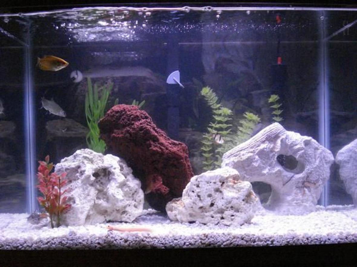 20 gallons freshwater fish tank (mostly fish and non-living decorations) - My 20 Gallon Freshwater Tank
