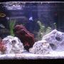 20 gallons freshwater fish tank (mostly fish and non-living decorations) - My 20 Gallon Freshwater Tank