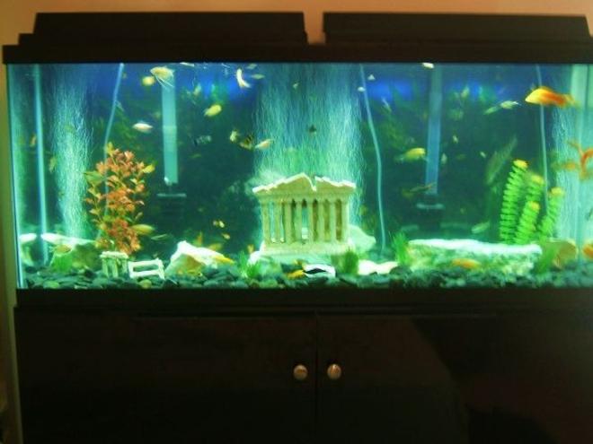 55 gallons freshwater fish tank (mostly fish and non-living decorations) - 55 gallons, tropical fish, ancient ruins 3 piece kit, fake plants, and rocks (sorry for the bad pic. quality)