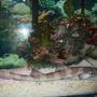 saltwater fish - chiloscyllium punctatum - cat shark, black banded stocking in 90 gallons tank - banded shark