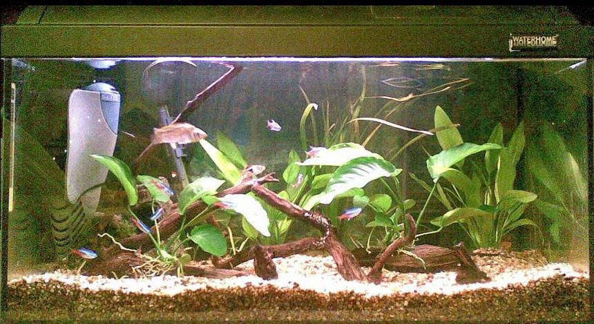 Rated #188: 15 Gallons Planted Tank - my aqua with 2 extra anubias